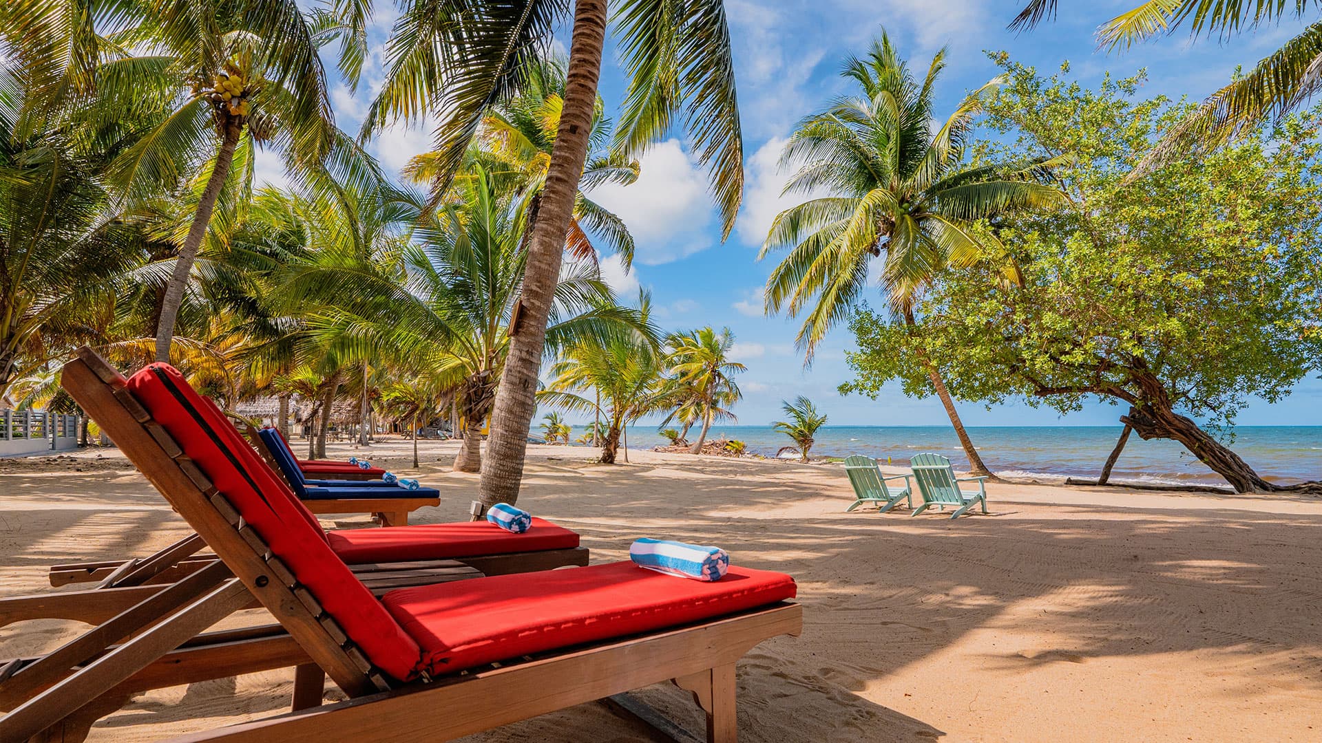 Beach chairs with red cushions beneath palm trees, facing the ocean.